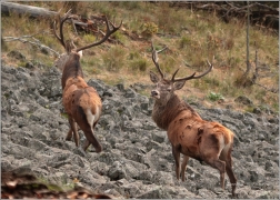 <p>JELEN LESNÍ (Cervus elaphus) Lužické hory - Studenec /Red deer - Rothirsch/</p>